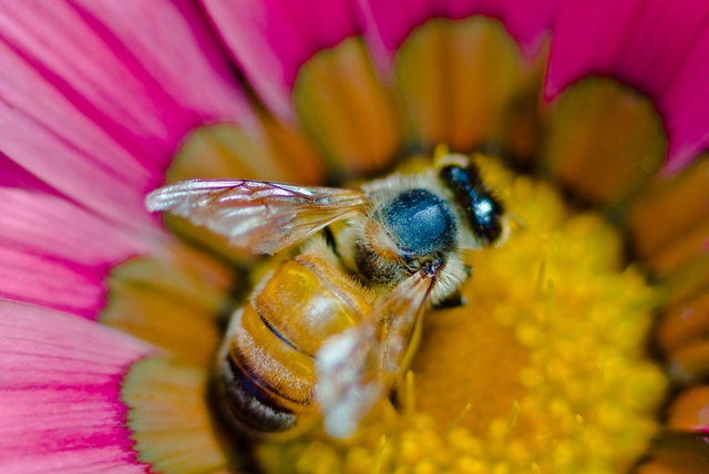 20081109_Bee_0002