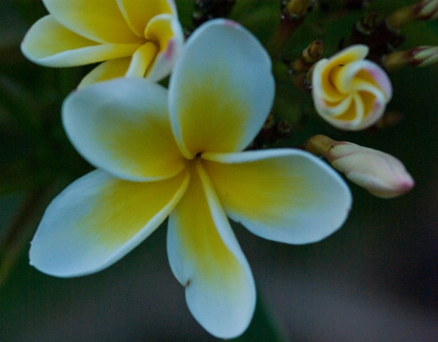 20081127_Naure_Walk_Beach_and_Bush_0055